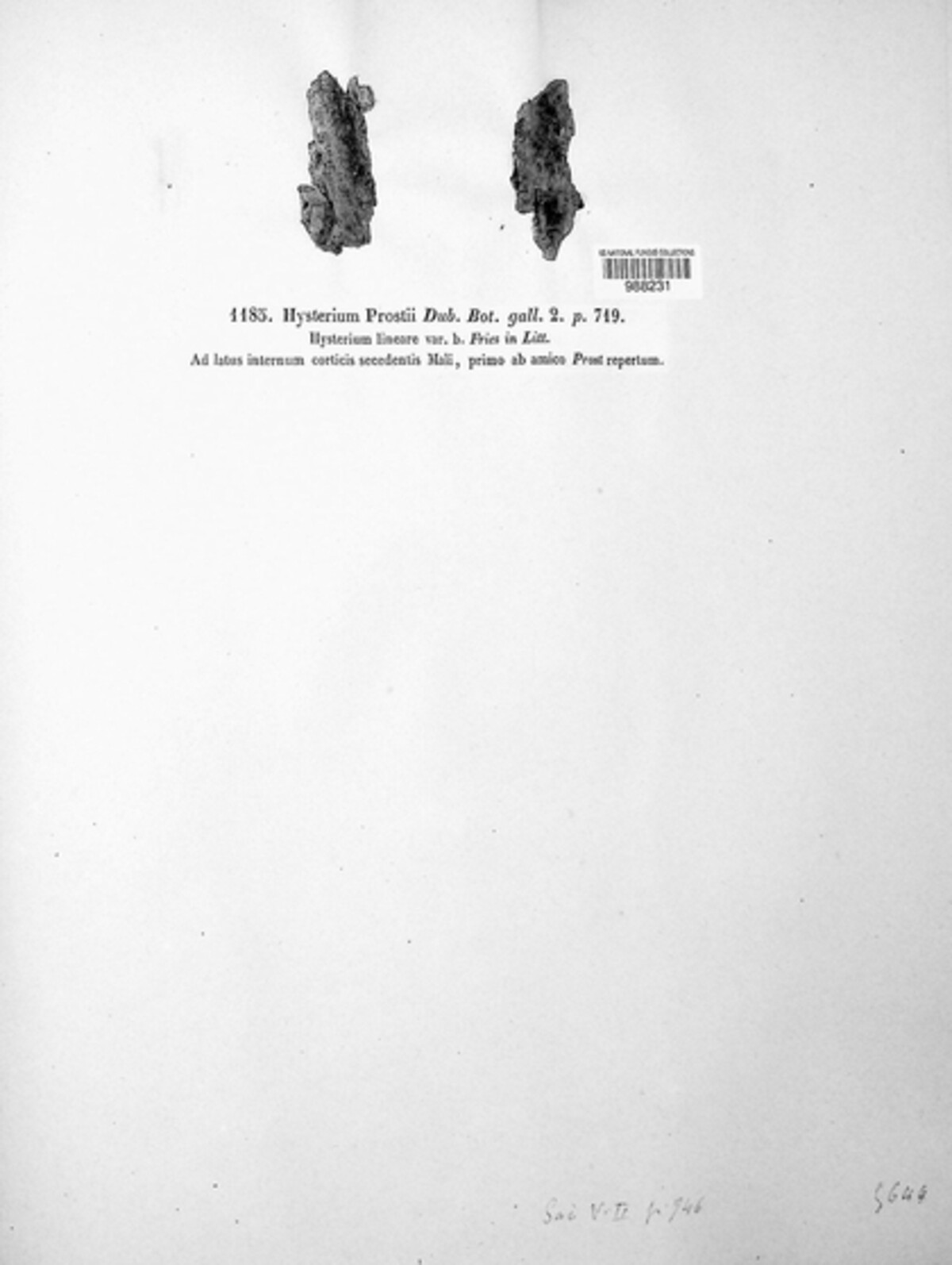 Hysteropatella prostii image